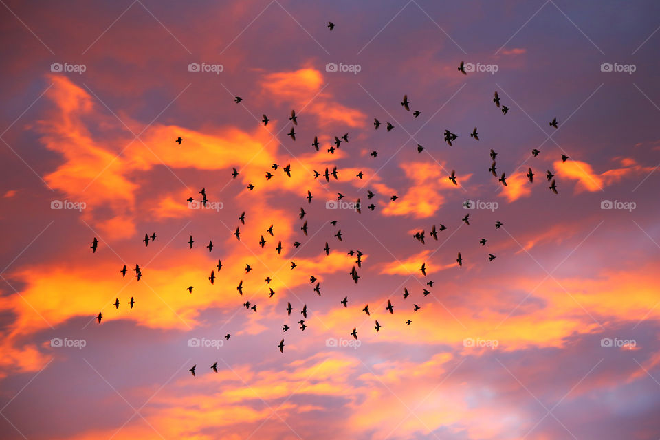 Storm of birds at golden hour 