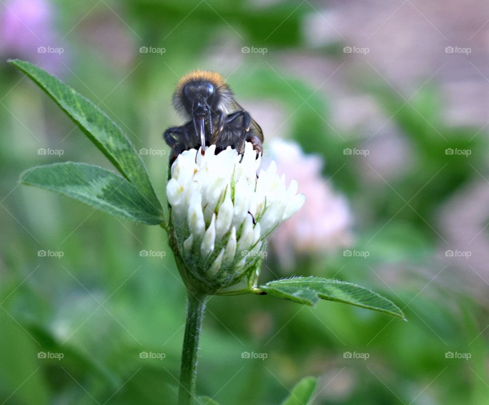 Meadow grass. Background . Insects, bumblebees, green grass, pink and white clover. Summer sunny weather.