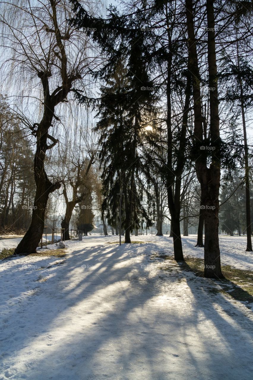 Shadows on the snow in the park. Slovakia