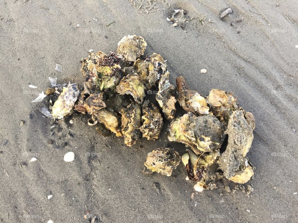 Oysters