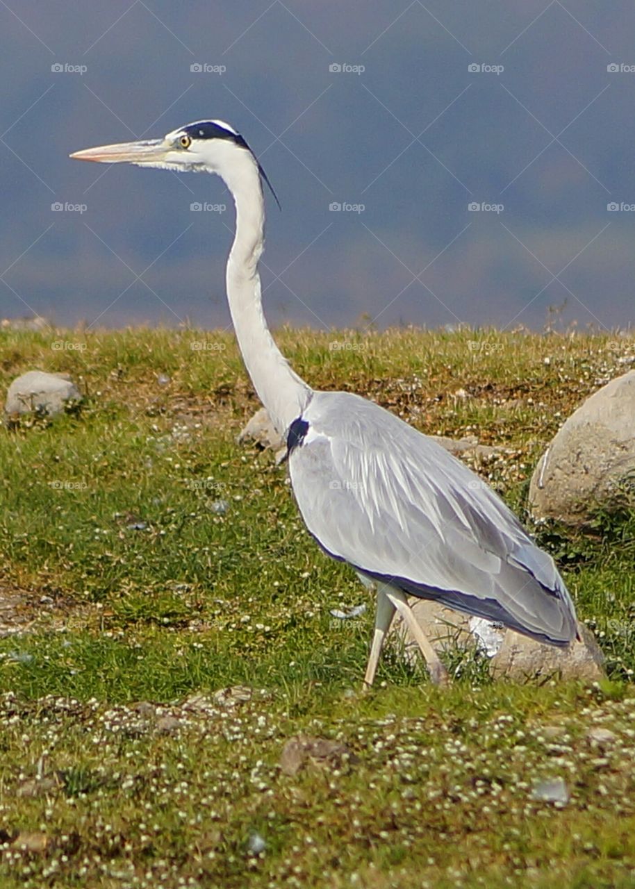 grey heron 6
