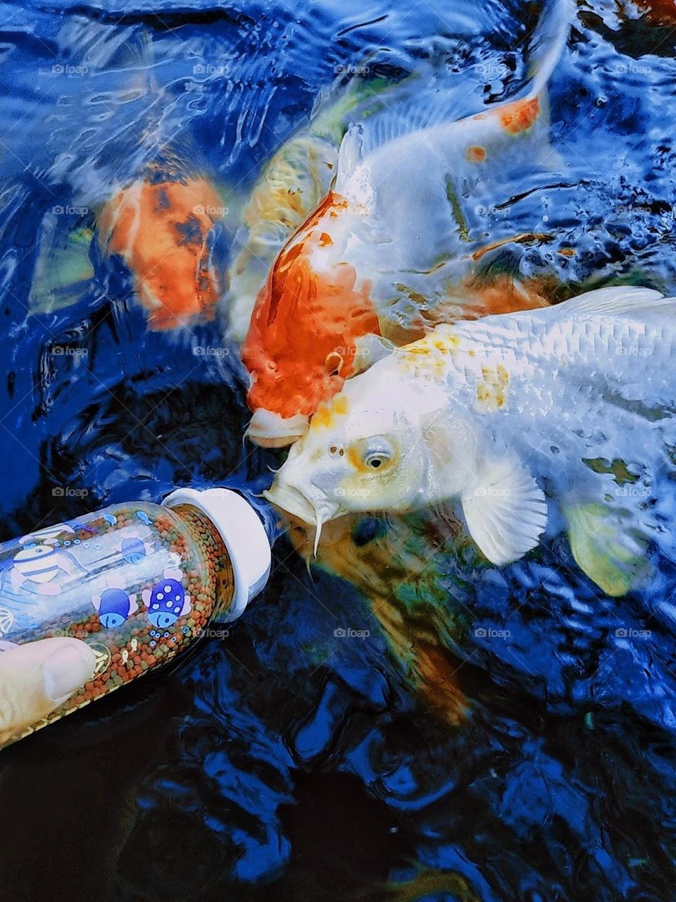I'm feeding the koi fish.