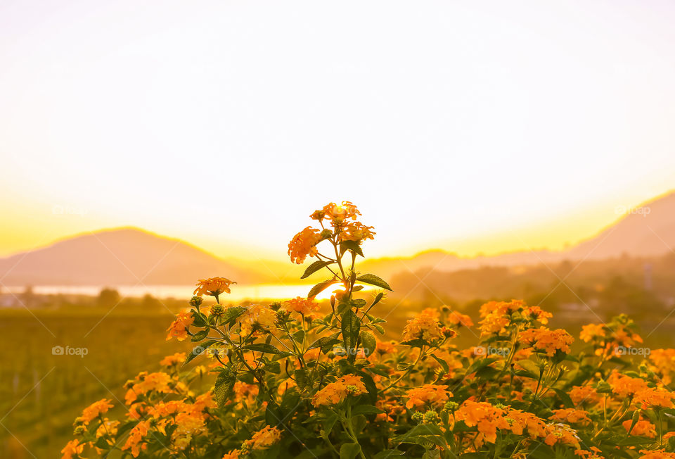 Yellow flowers at sunset