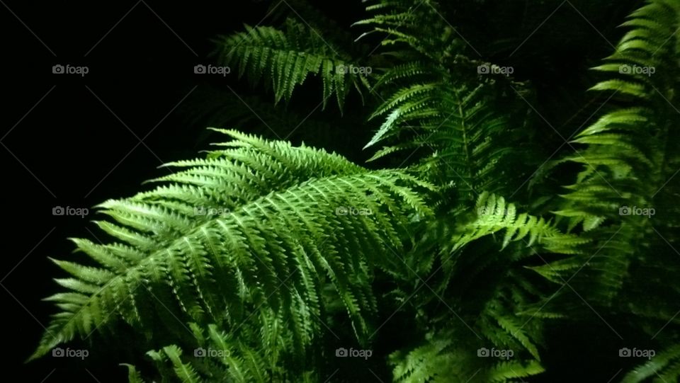 fern grows outside at night