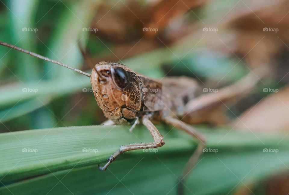 Macro photo of a wild Ukrainian locust