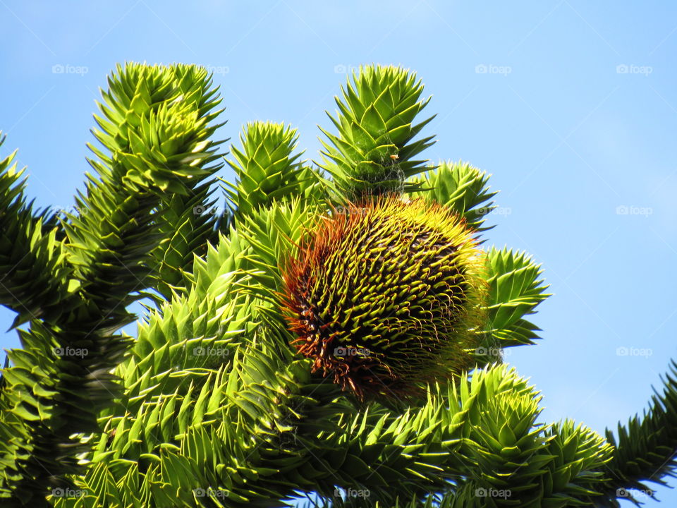 Araucaria araucana