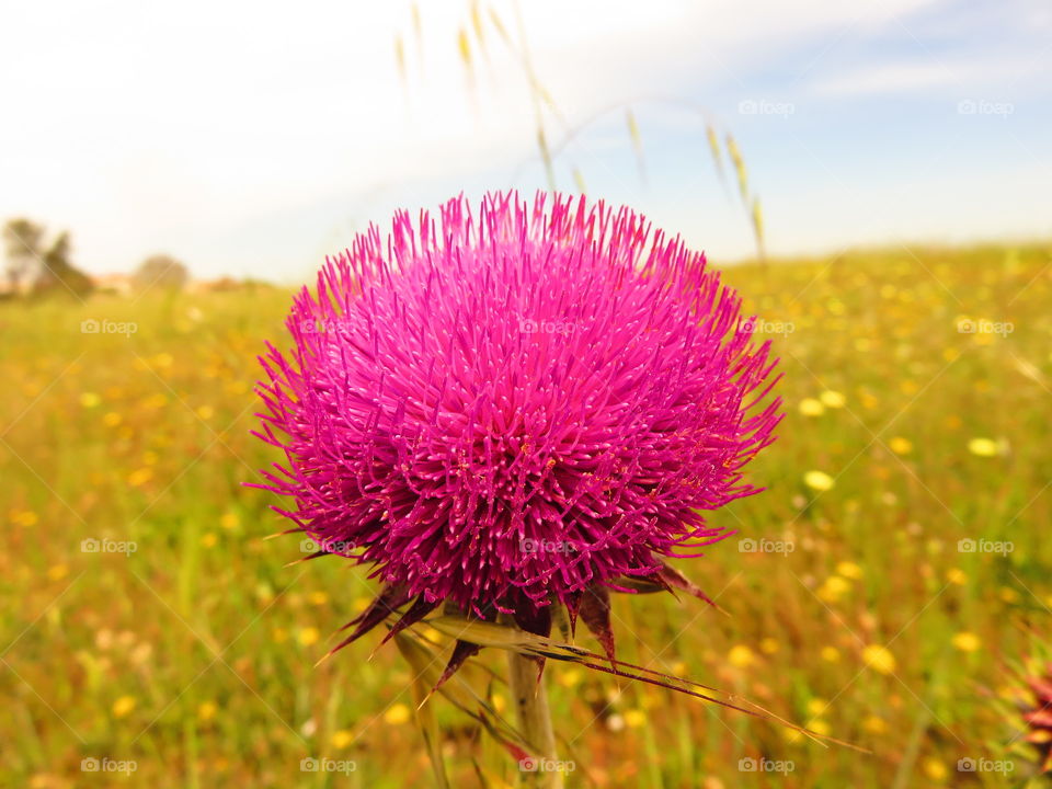 flashy flower