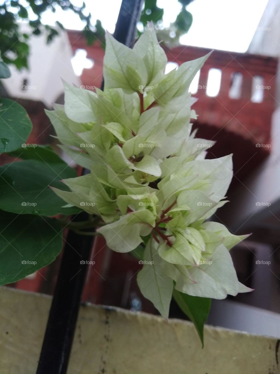 boganvaliya white flower seasonal fresh shurb small size looks very beautiful generally found everywhere seasonal