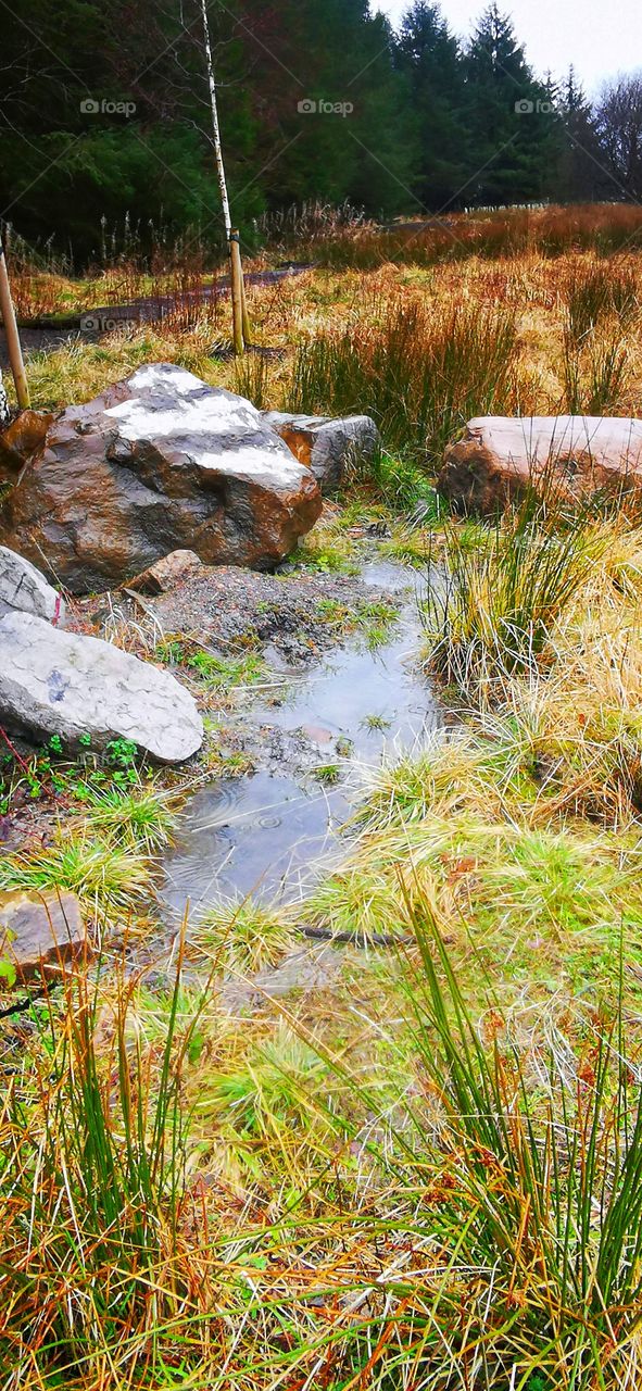 Wet, windy day in the park.