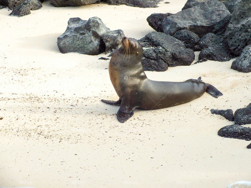 Sea lion on beach