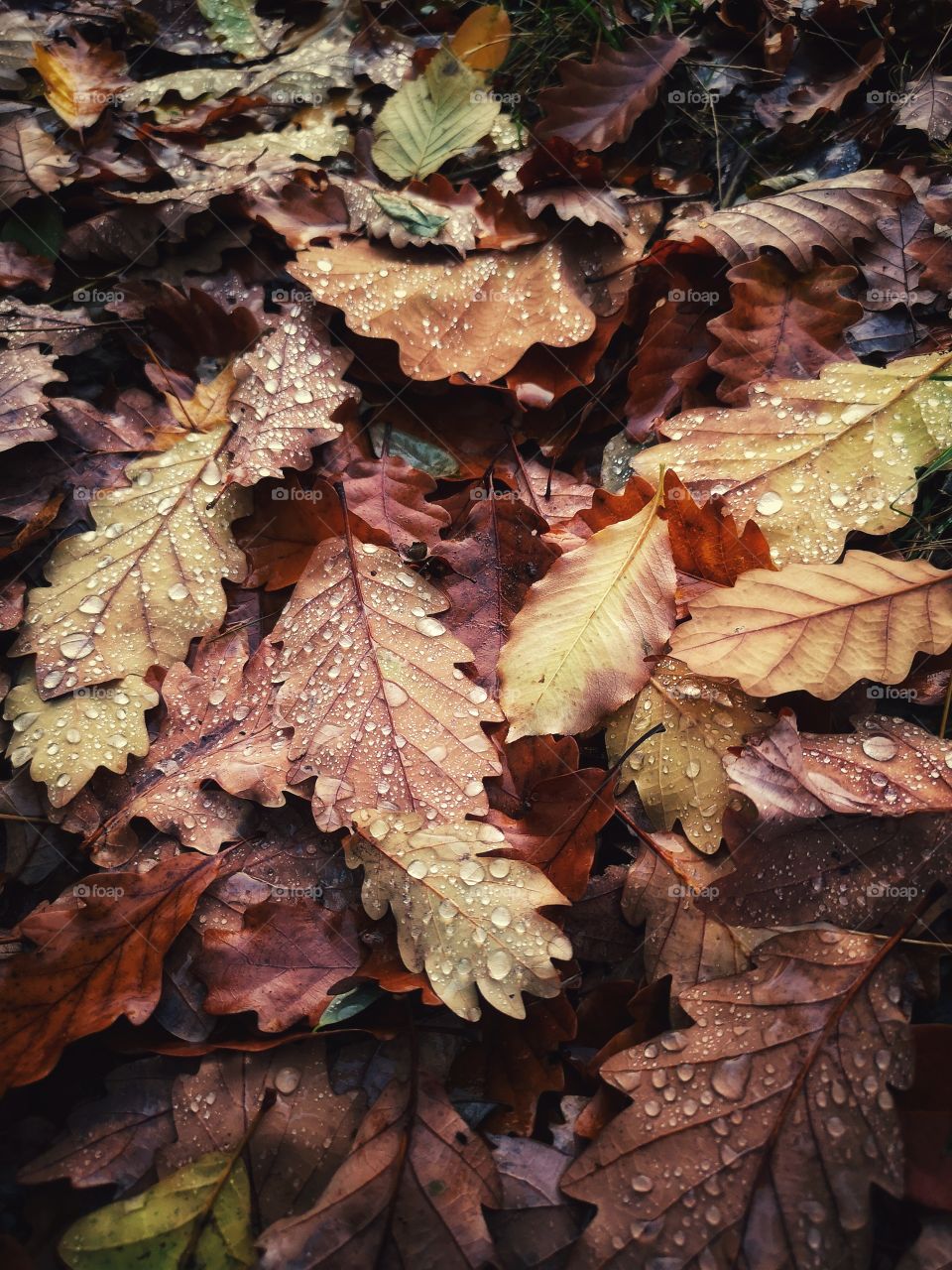 Drops on leaves