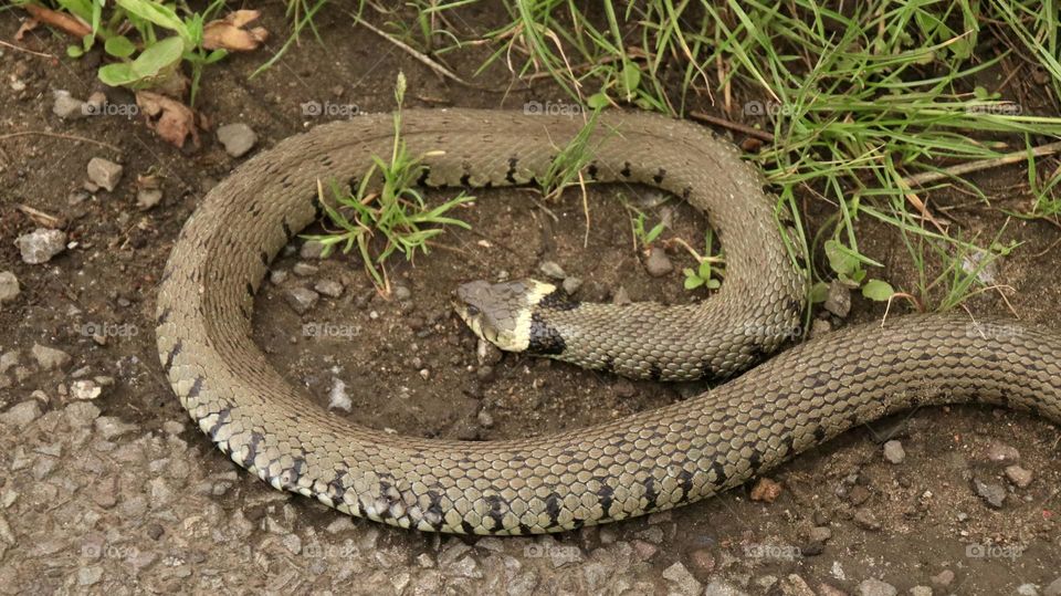 A close up of a snake