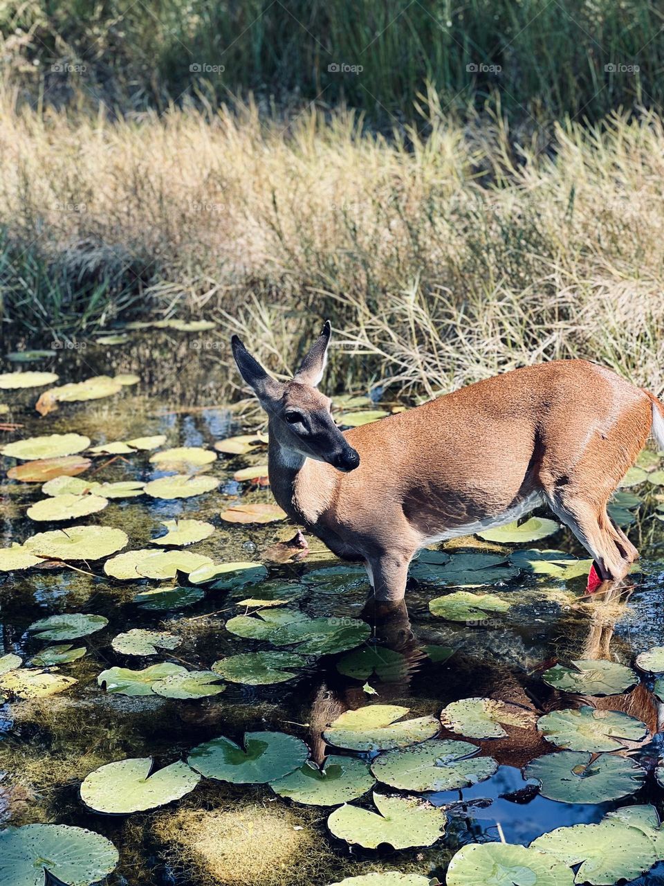 Wild female whitetail deer standing in the shallows of a lily pond, looking back over her shoulder. A candid glimpse of beautiful wildlife in a natural habitat.