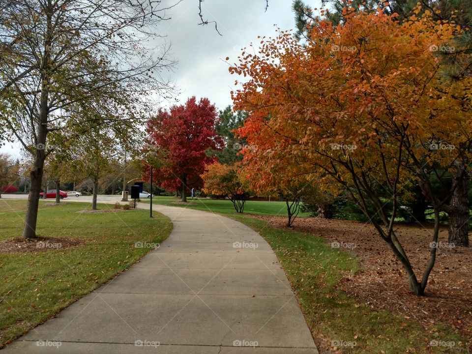 Beautiful fall trees lining sidewalk