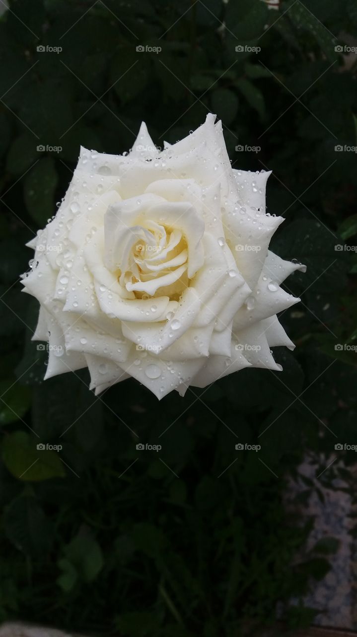 A beautiful white rose after rain