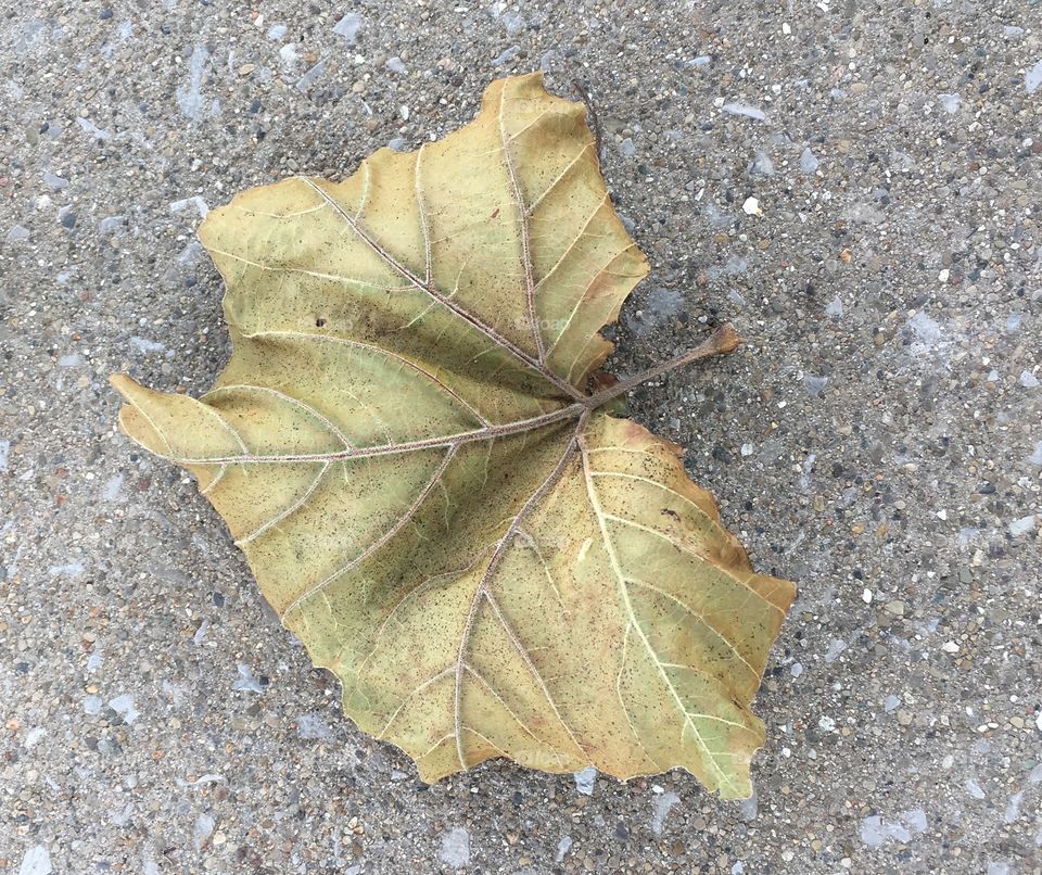 Autumn Leaf on concrete