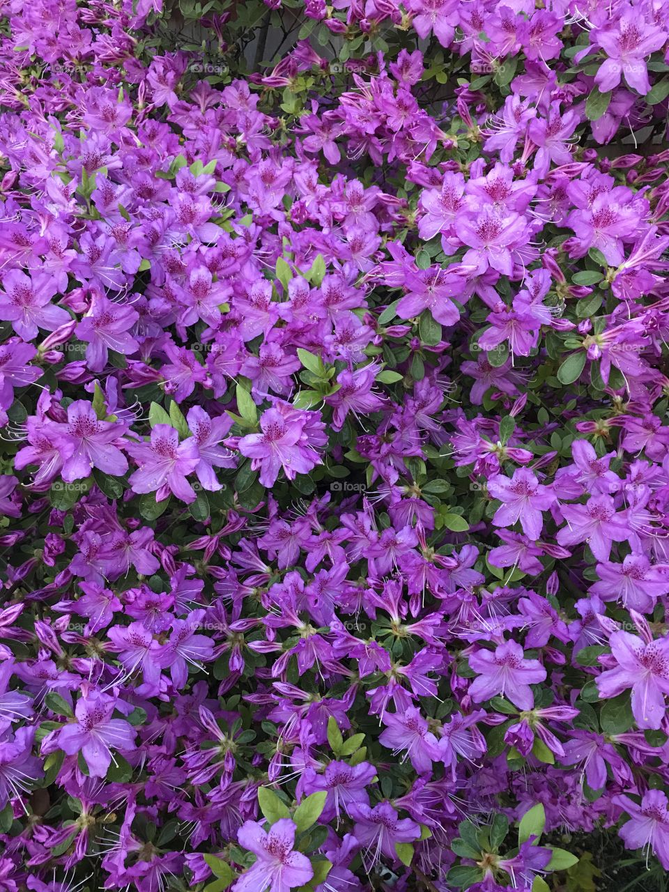 Purple azalea flowers 