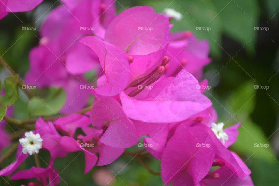 Pink flower