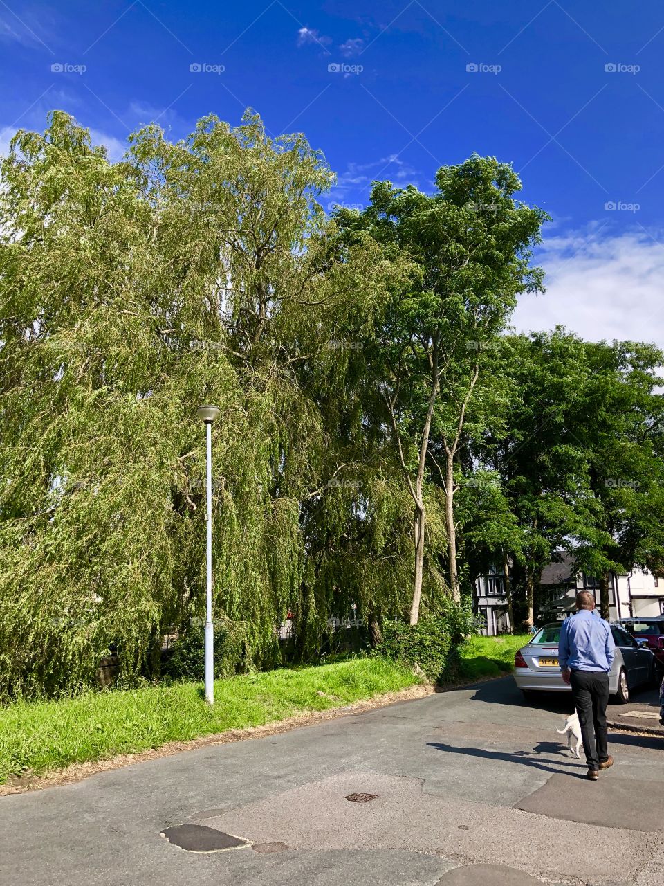 Beautiful Willow tree ❤️