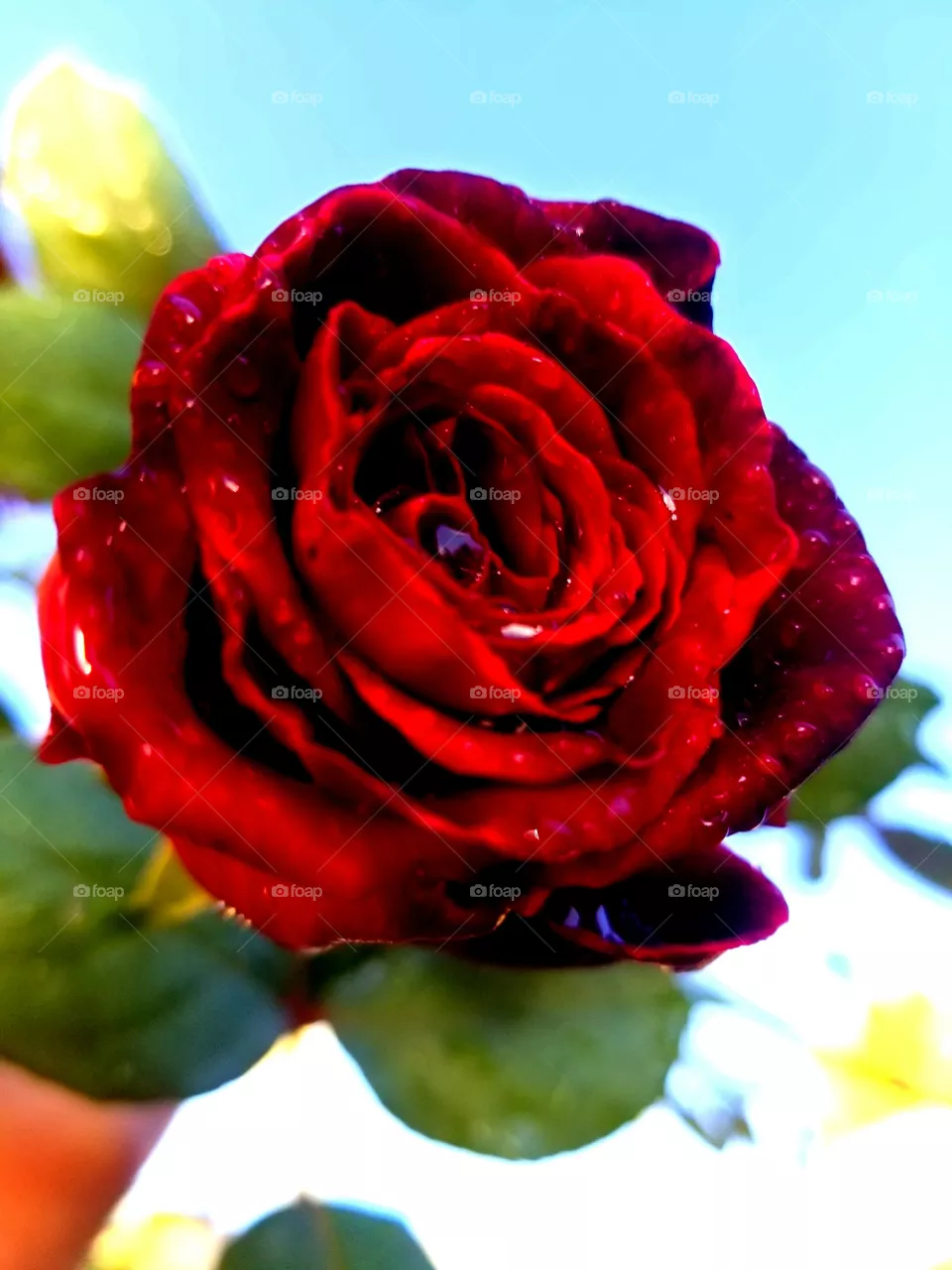 rose red