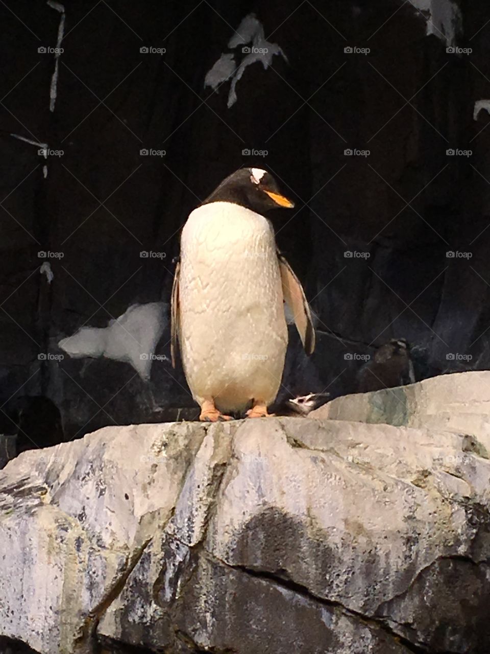 King penguin 