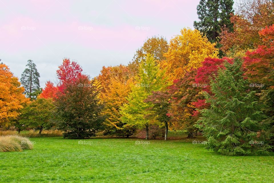 autumn tree in the park