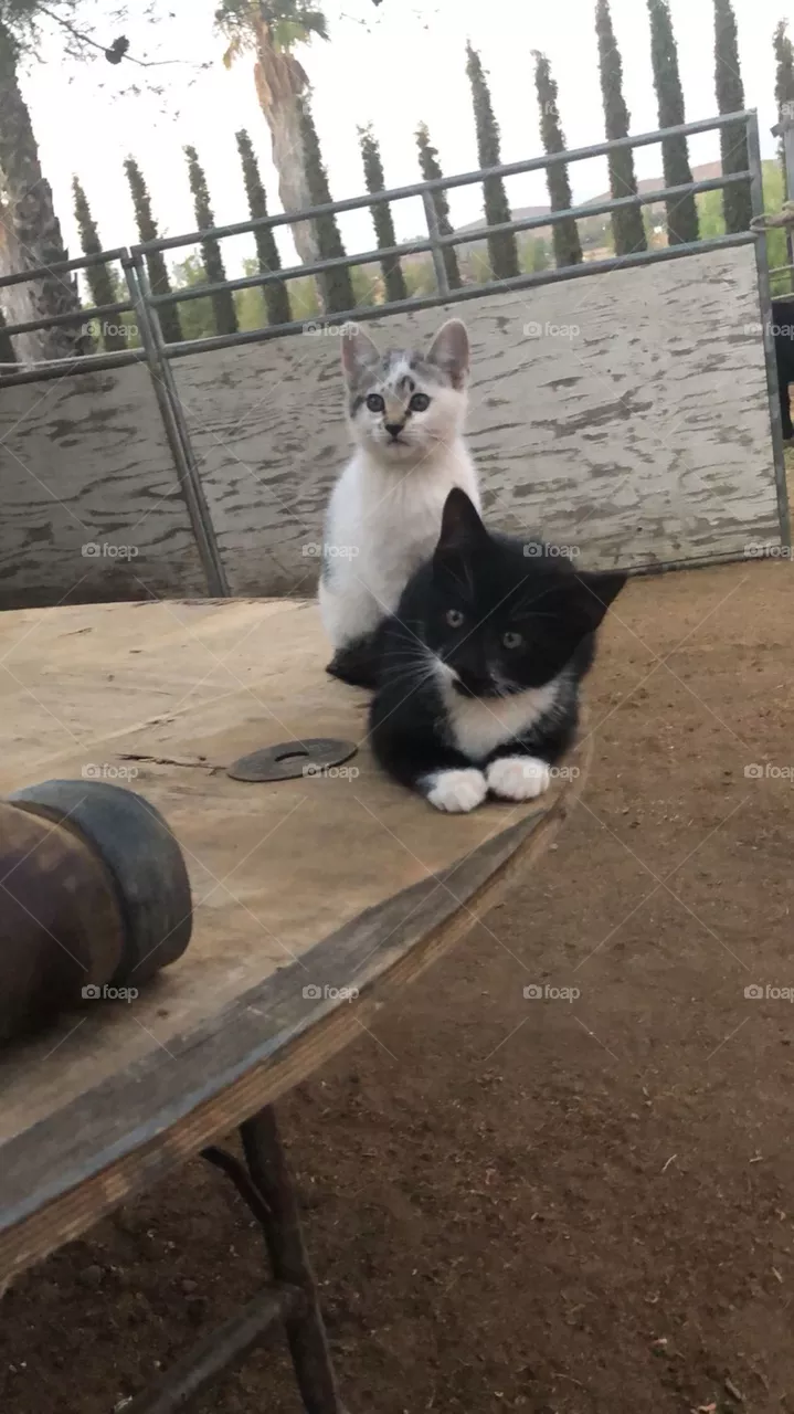 Cats 