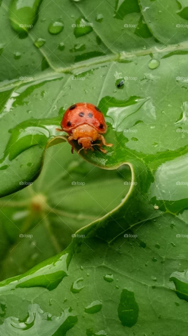 Ladybirds