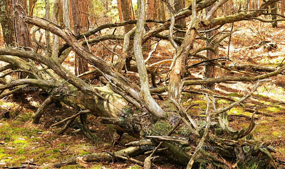 Walk in the forest natural progression