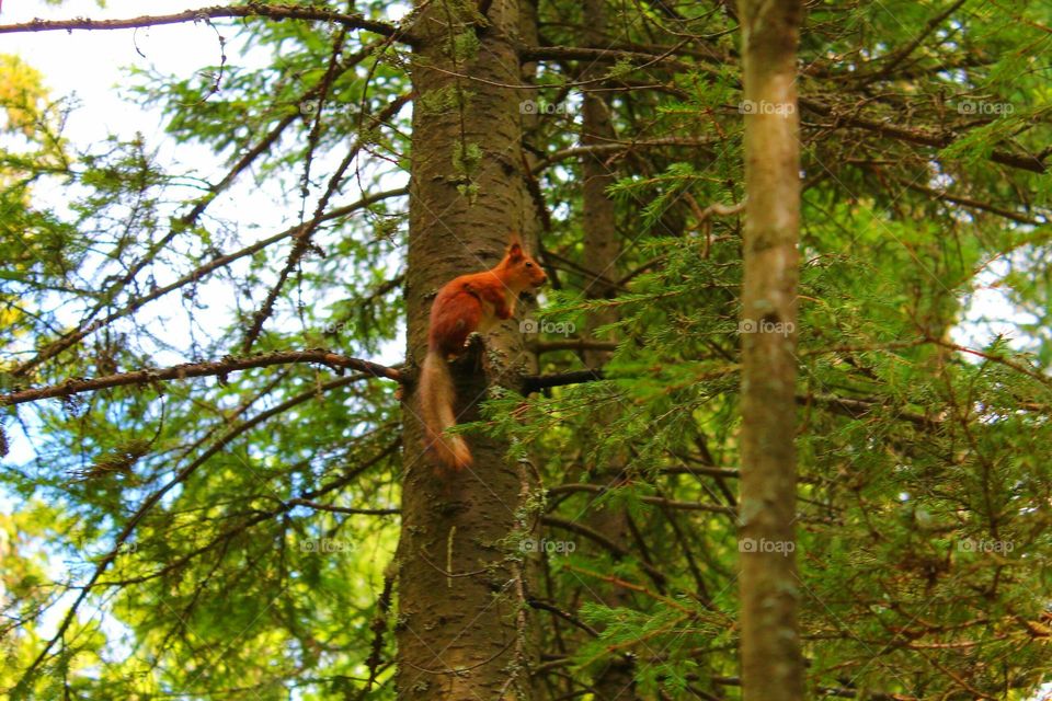 forest squirrel
