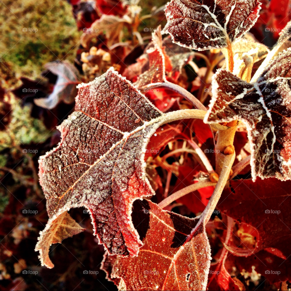 leaf fall frost by jasonoleham