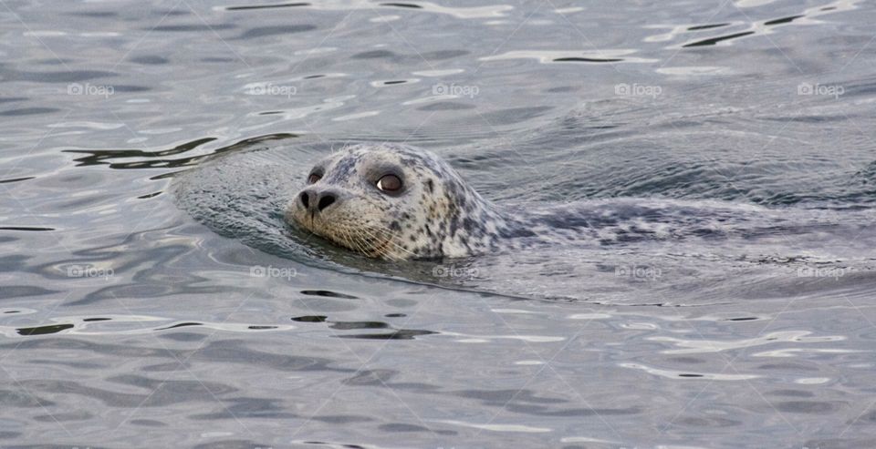Harbor seal smiling