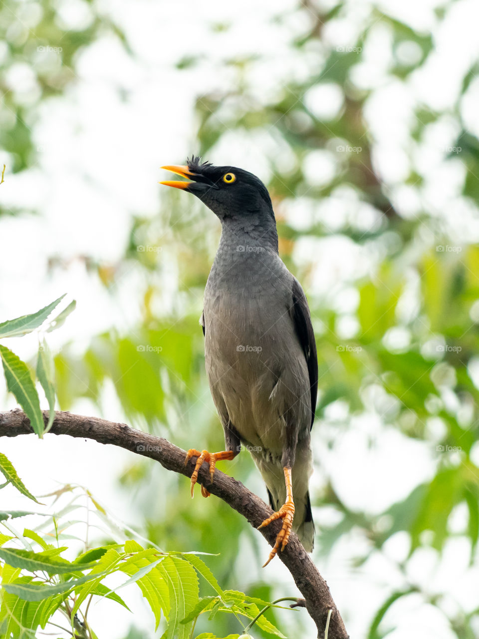 Myna