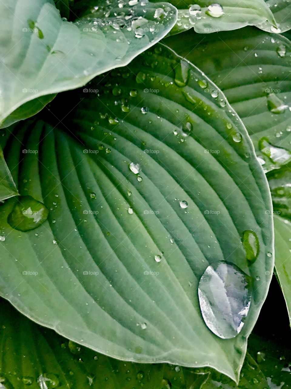 raindrop on leave 