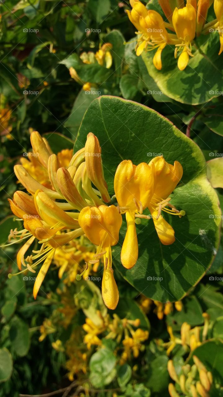 yellow flowers