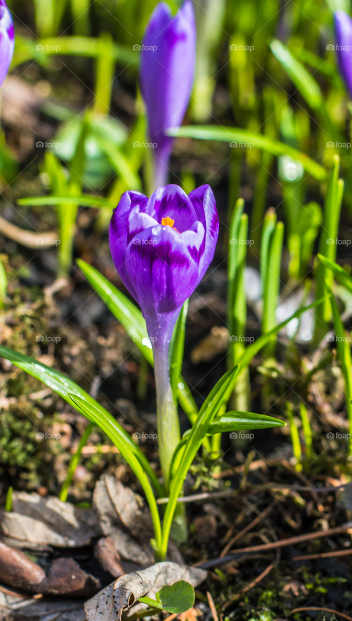 Close-up of blooming flowers