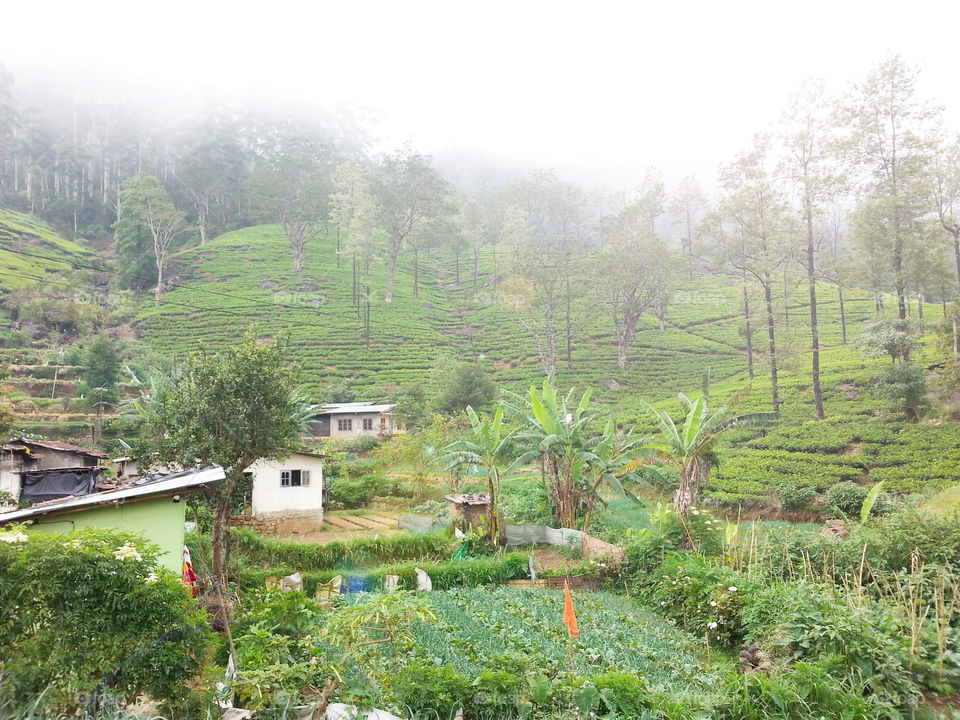 Green vegitable and tea garden in bright morning sunlight