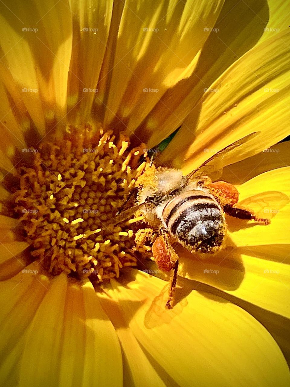 Bee Pollen Basket