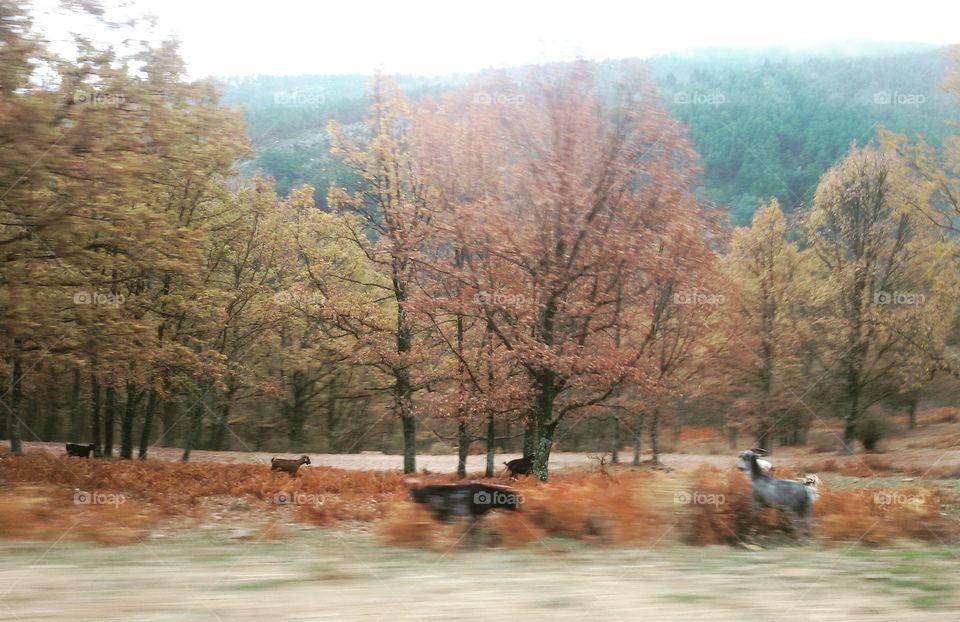 Autumn forest North of Madrid, near the town of Cardoso de la Sierra.
