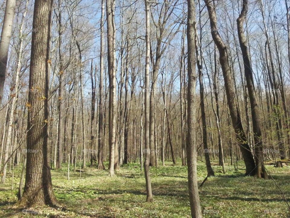 the woods in spring time. the woods