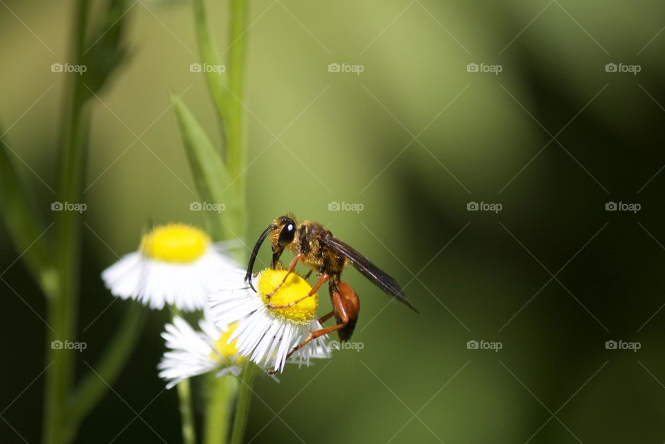 Closeup of a great golden digger wasp