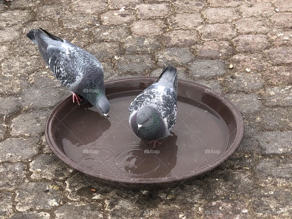 Two pigeons drink water