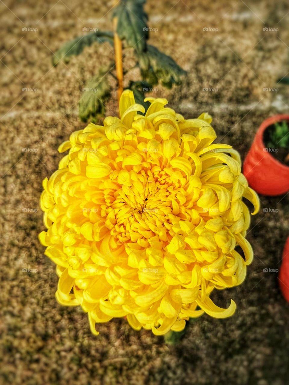 The vibrant yellow flower and the two red pots create such a lovely pop of colour! It's like a little burst of happiness in a snapshot. ๐ผ๐บ๐ฟ
