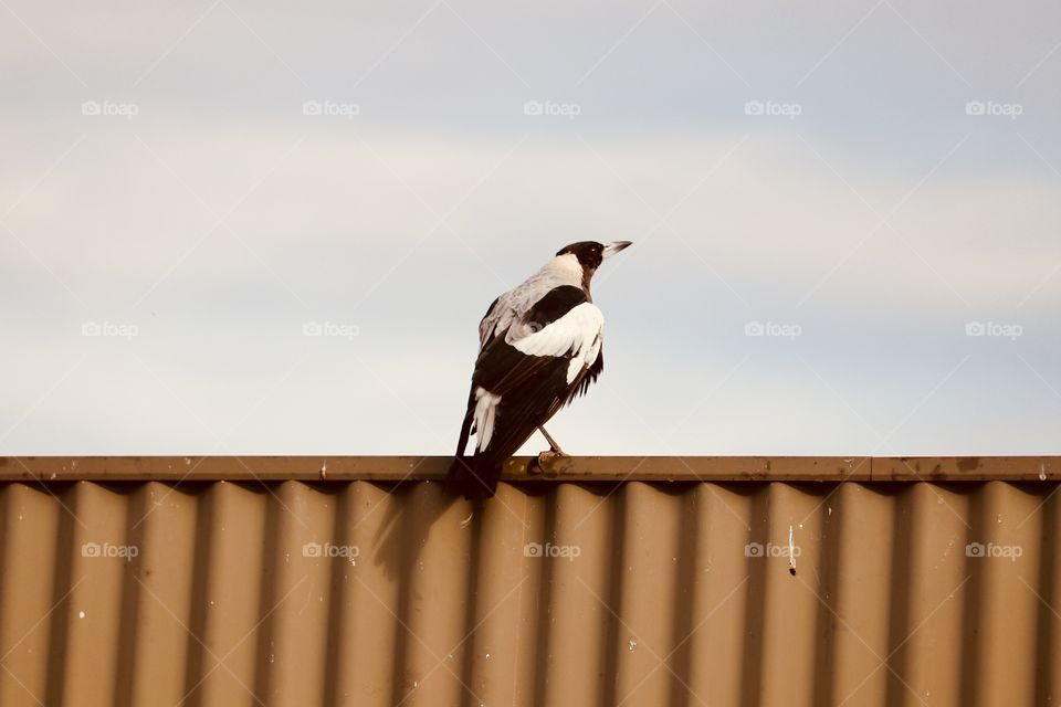 Young magpie bird  perched on metal fence on gloomy day 