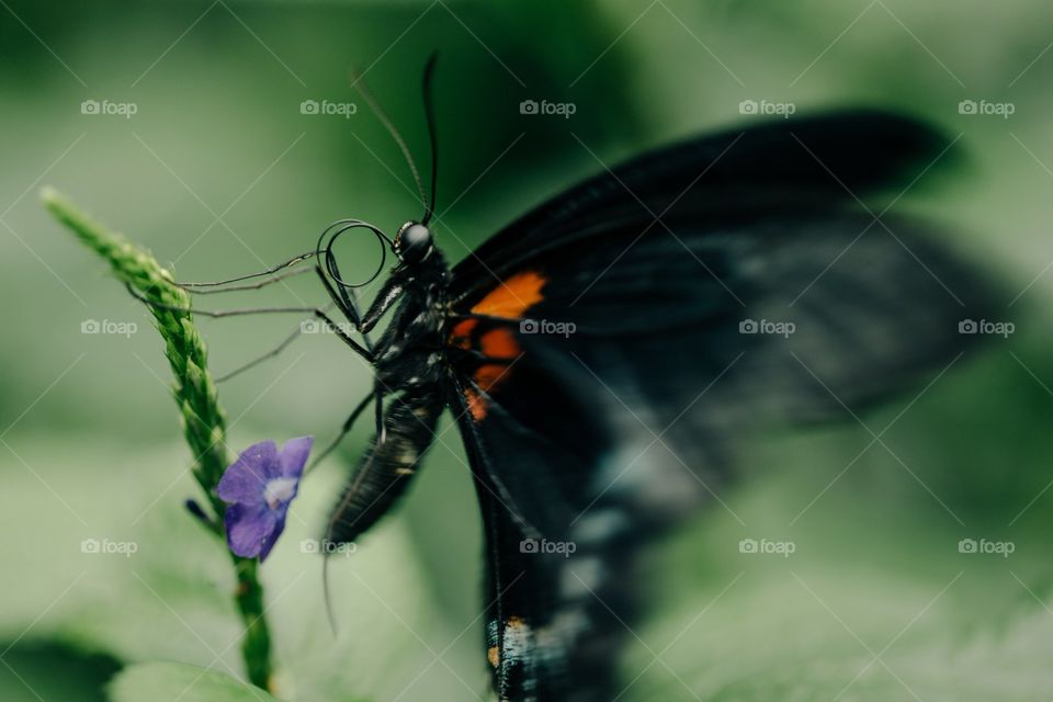 Beautiful butterfly in forest captured in camera.