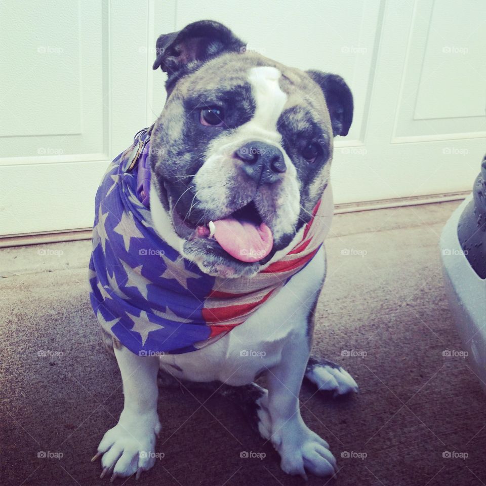 English bulldog. American pride 