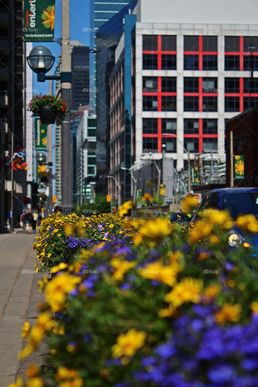 street and flowers
