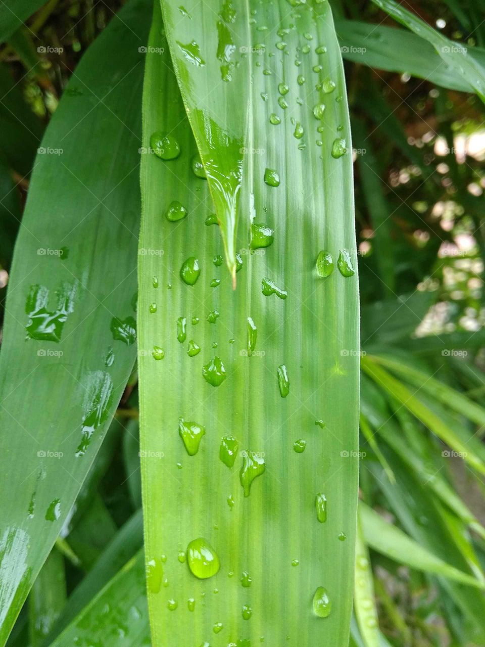 rainy drop in plant