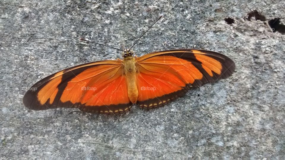 Pretty orange butterfly