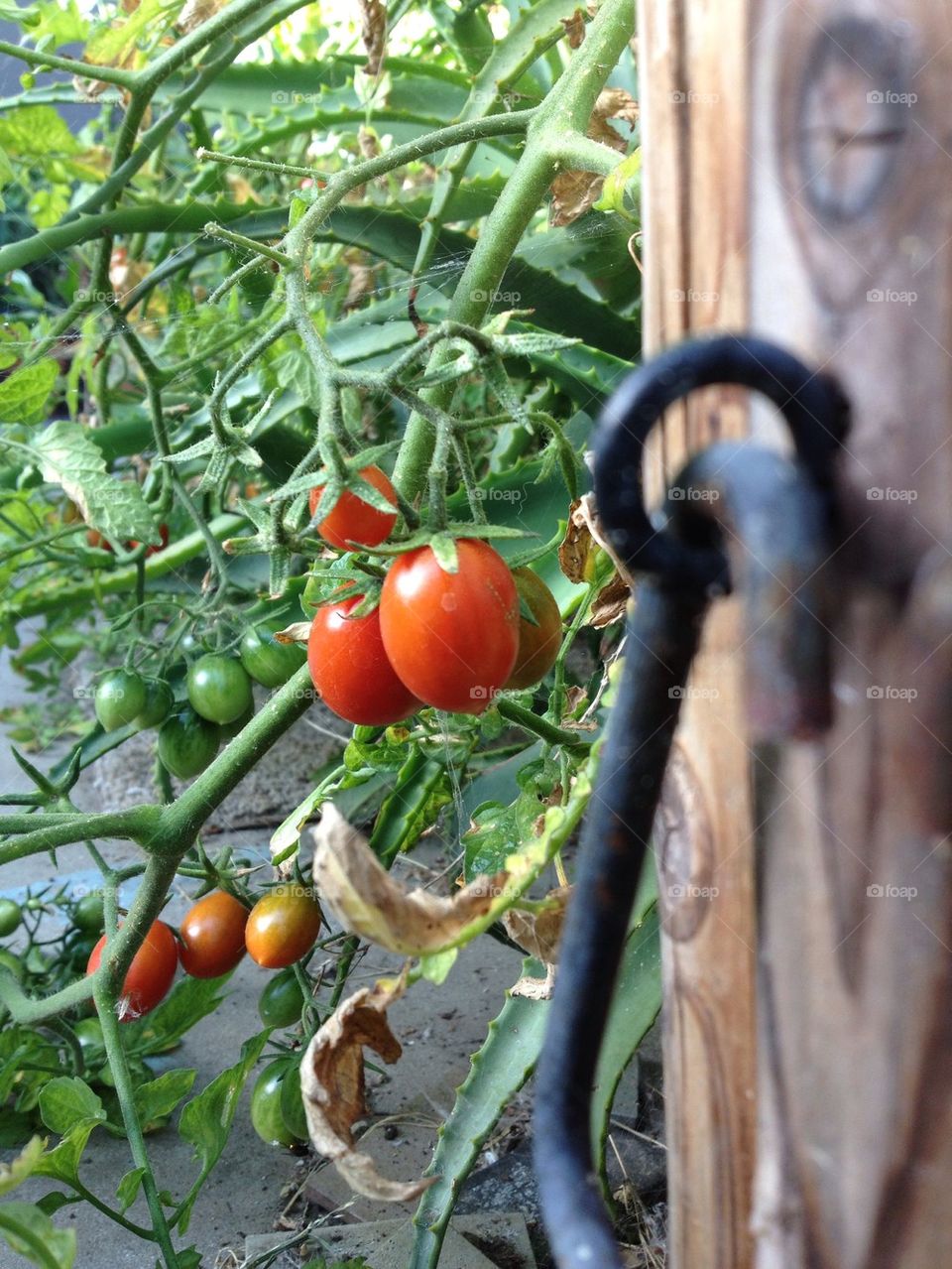 Tomato plants